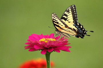 Obraz premium W ciepłe letnie popołudnie w moim ogrodzie motyl paziowatych wschodni żywi się dziedzicznymi kwiatami cynii.