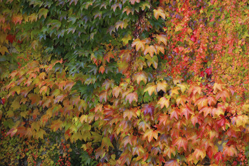 Weinblätter im Herbst
