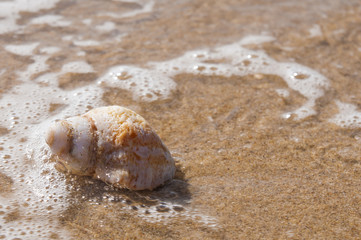 white seashell in the sea wave