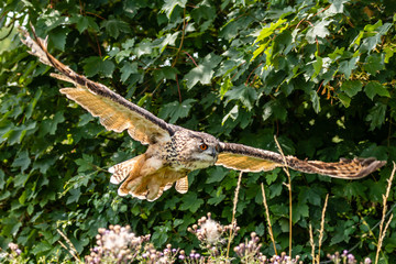 A huge Eagle Owl flying low over dense green foliage on a sunny day