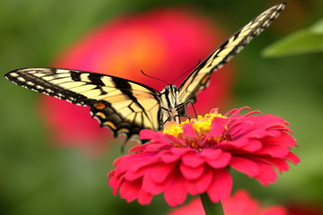 An Eastern Tiger Swallowtail Butterfly feeds on heirloom zinnia flowers in my garden on a warm summer afternoon.