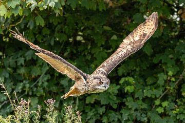 A huge Eagle Owl flying low over dense green foliage on a sunny day