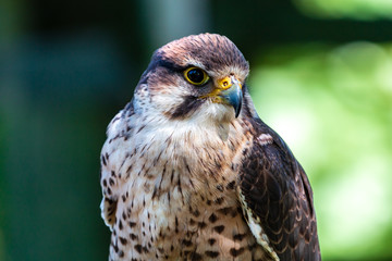 Closeup of a beautiful Peregrine Falcon on a perch