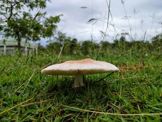  Mushroom on the lawn