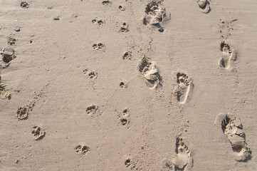 footprints of man and dog in the sand