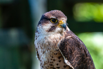Closeup of a beautiful Peregrine Falcon on a perch