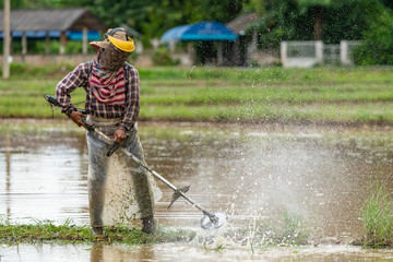 Obraz na płótnie Canvas Thai farmer prepare the paddy field for rice seedling transplant during the rainy season