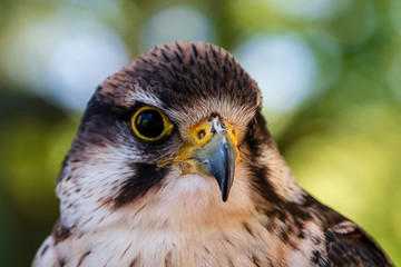 Closeup of a beautiful Peregrine Falcon on a perch