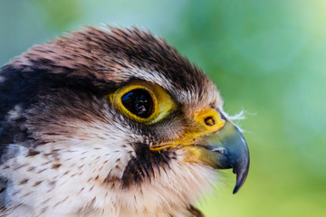 Closeup of a beautiful Peregrine Falcon on a perch
