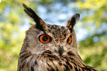 Close up of a beautiful Long Ear Owl