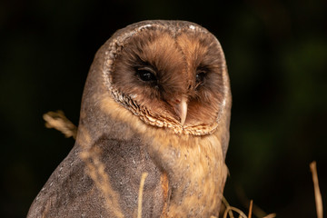 A unusual dark colored Barn Owl on a pile of hay in a farm