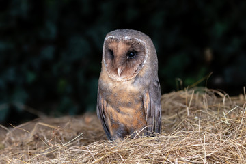 A unusual dark colored Barn Owl on a pile of hay in a farm