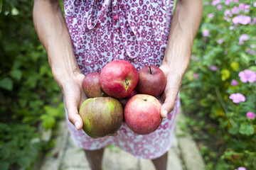 A woman is holding apples.