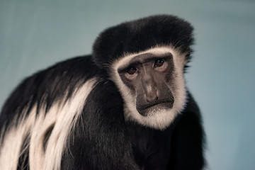 Colobus Monkey Making a Sad Face