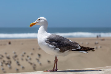 A Side View of a Seagull