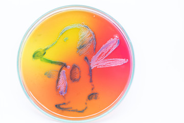 Backgrounds Artistic of Lactobacillus bulgaricus from laboratory microbiology.