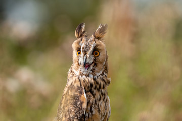 A slightly crazy looking Long Eared Owl perched on a wooden post in a long, grassy meadow