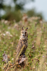A slightly crazy looking Long Eared Owl perched on a wooden post in a long, grassy meadow