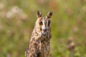 A slightly crazy looking Long Eared Owl perched on a wooden post in a long, grassy meadow