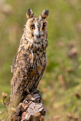 A slightly crazy looking Long Eared Owl perched on a wooden post in a long, grassy meadow