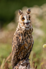 A slightly crazy looking Long Eared Owl perched on a wooden post in a long, grassy meadow