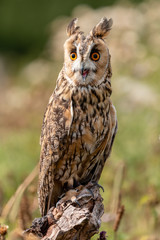 A slightly crazy looking Long Eared Owl perched on a wooden post in a long, grassy meadow