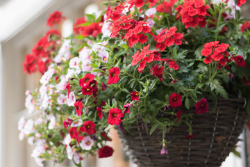 Close-up: hanging wooden basket with beautiful flowers of red verbena and white petunia is on outside of a house. Concept: English garden style and gardening.