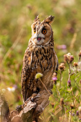 A slightly crazy looking Long Eared Owl perched on a wooden post in a long, grassy meadow
