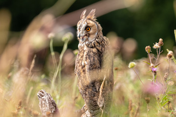 A slightly crazy looking Long Eared Owl perched on a wooden post in a long, grassy meadow