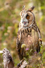 A slightly crazy looking Long Eared Owl perched on a wooden post in a long, grassy meadow