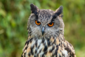 Closeup of a beautiful Eagle Owl standing in a field in summertime