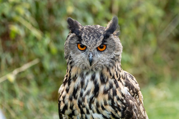 Closeup of a beautiful Eagle Owl standing in a field in summertime