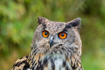 Fototapeta premium Closeup of a beautiful Eagle Owl standing in a field in summertime