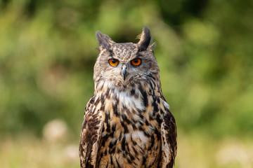 Closeup of a beautiful Eagle Owl standing in a field in summertime