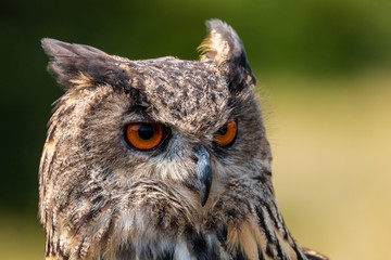 Closeup of a beautiful Eagle Owl standing in a field in summertime