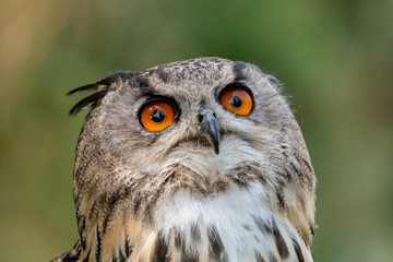 Closeup of a beautiful Eagle Owl standing in a field in summertime
