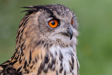 Closeup of a beautiful Eagle Owl standing in a field in summertime