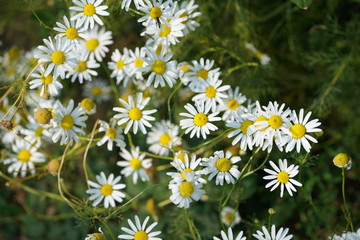 Obraz premium blume weis