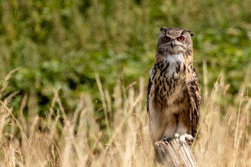 A beautiful Eagle Owl perched on a post in a large field of long, yellow grass