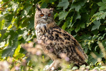 A large Eurasian Eagle Owl perched in a tree amongst green foliage