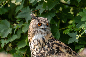 A large Eurasian Eagle Owl perched in a tree amongst green foliage