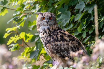 A large Eurasian Eagle Owl perched in a tree amongst green foliage