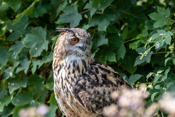A large Eurasian Eagle Owl perched in a tree amongst green foliage