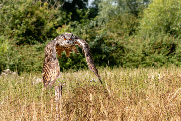 A majestic Eagle Owl flying low over a yellow, grassy meadow in the countryside