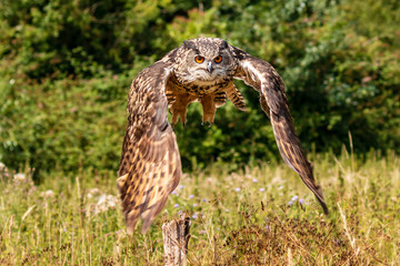 A majestic Eagle Owl flying low over a yellow, grassy meadow in the countryside