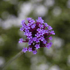 Flowering Purpletop Vervain (Verbena bonariensis)