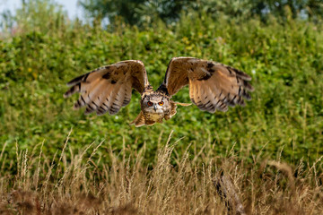 A majestic Eagle Owl flying low over a yellow, grassy meadow in the countryside