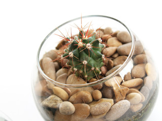 Cactus in a glass pot, ball, succulent, thorns, white isolated background, brown stones, planted in the ground for comfort and decor, houseplant.