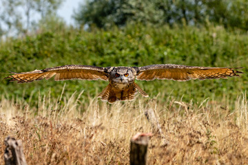 A huge, majestic Eagle Owl flying low over a yellow, dry field in summertime