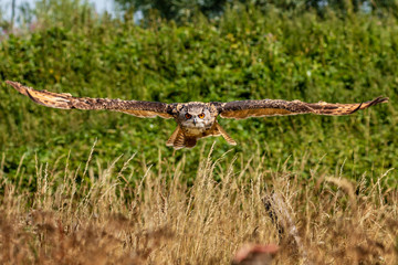 A huge, majestic Eagle Owl flying low over a yellow, dry field in summertime